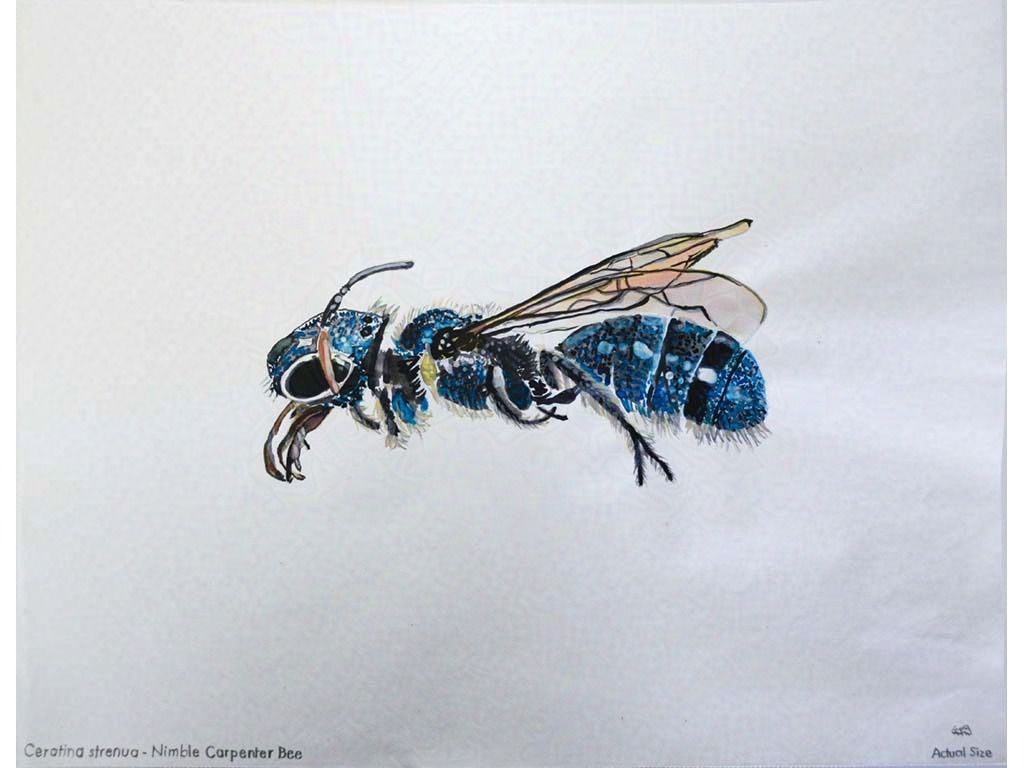Bee specimen